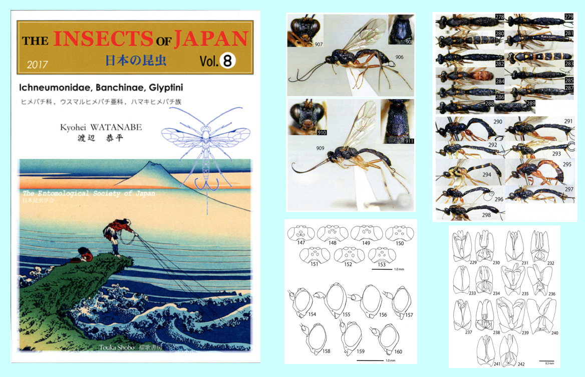 日本の昆虫 Vol.8