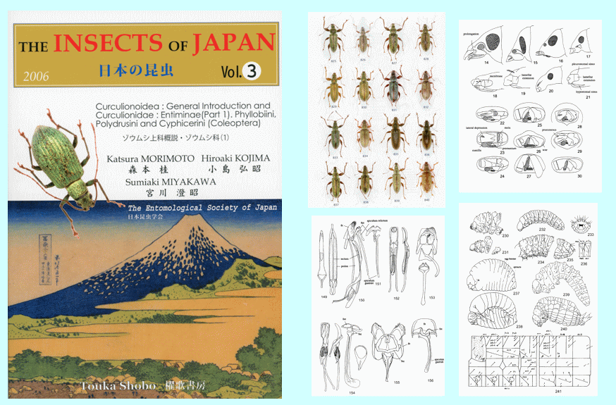 日本の昆虫 Vol.3