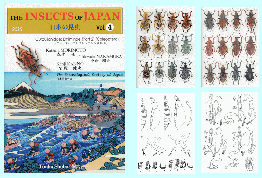 日本の昆虫 Vol.4