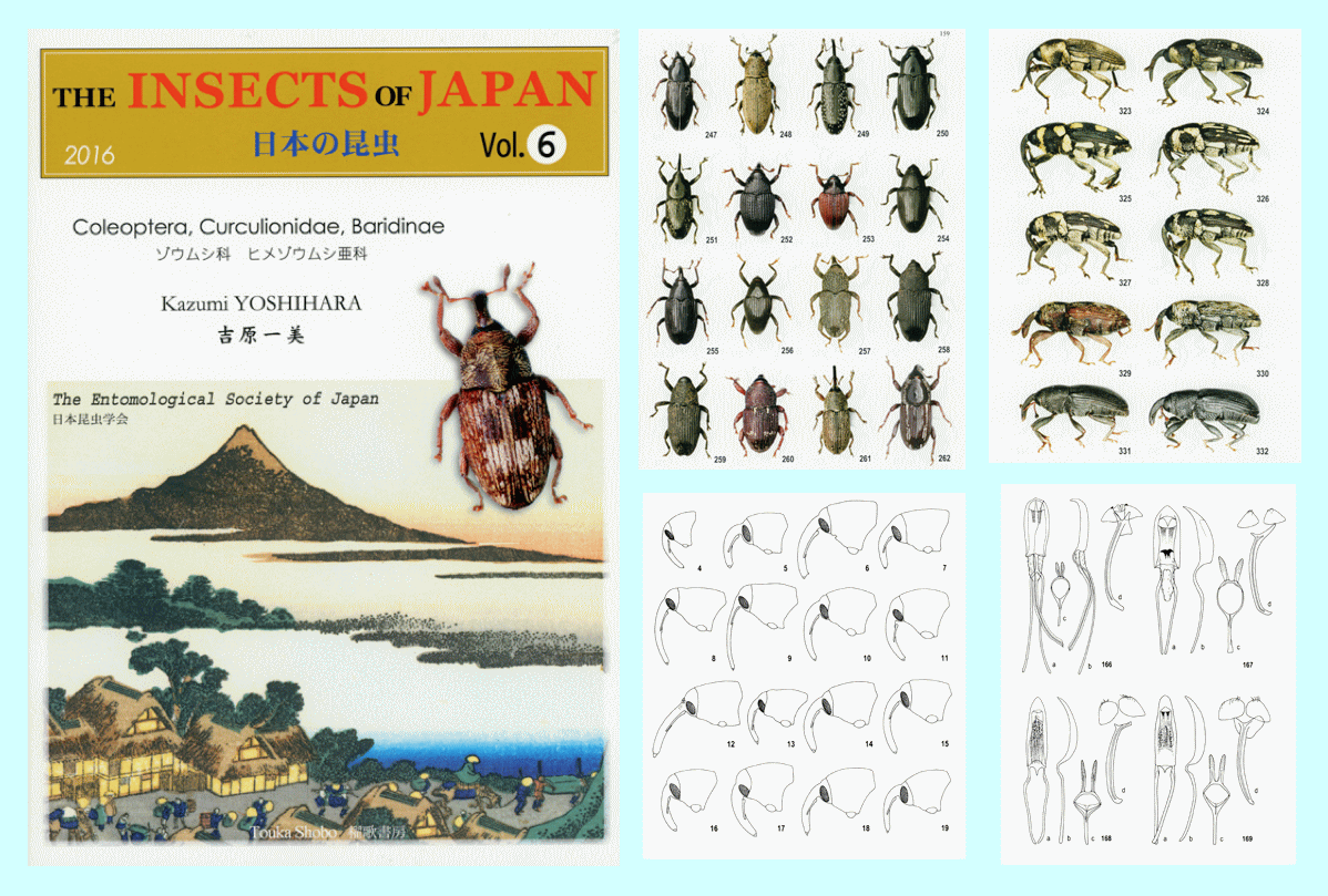 日本の昆虫 Vol.6